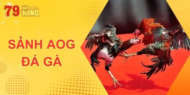 AOG Đá Gà - Sảnh Chọi Kê 79KING Xanh Chín Hàng Đầu