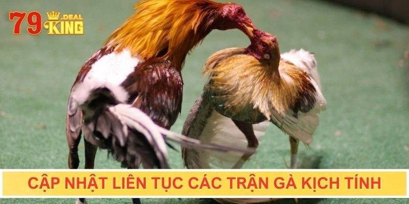 Cập nhật liên tục các trận gà kịch tính tại sảnh AOG